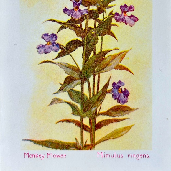 ‘Mimulus ringens’ (Monkey Flower) Antique Color Lithograph Print - Picture 3 of 5